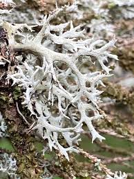 Attēlu rezultāti vaicājumam “Pseudevernia furfuracea”