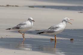 Image result for Chroicocephalus genei