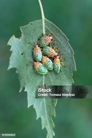 Attēlu rezultāti vaicājumam “Elasmostethus interstinctus nymph”