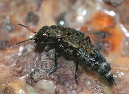 Attēlu rezultāti vaicājumam “Ontholestes murinus”