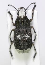 Attēlu rezultāti vaicājumam “Platystomos albinus”