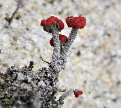 Attēlu rezultāti vaicājumam “Cladonia floerkeana”