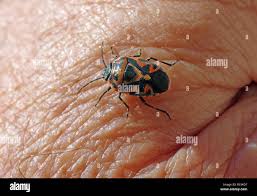 Attēlu rezultāti vaicājumam “Eurydema dominulus imago”