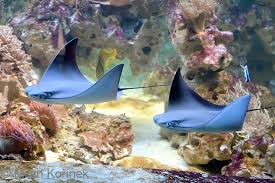 Image result for Rhinoptera bonasus