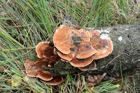 Attēlu rezultāti vaicājumam “Inonotus rheades”