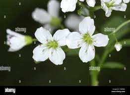 Attēlu rezultāti vaicājumam “Cardamine amara flower”