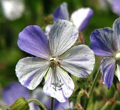 Image result for Geranium pratense
