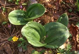 Attēlu rezultāti vaicājumam “Listera ovata fruit”