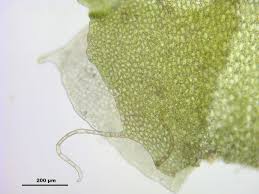 Attēlu rezultāti vaicājumam “Barbilophozia lycopodioides”