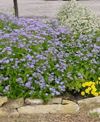 Attēlu rezultāti vaicājumam “Enteridium corticatum young”