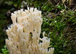 Attēlu rezultāti vaicājumam “Clavicorona pyxidata”