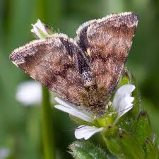 Attēlu rezultāti vaicājumam “Panemeria tenebrata”