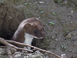 Attēlu rezultāti vaicājumam “Mustela erminea adult”