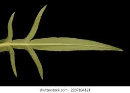 Attēlu rezultāti vaicājumam “Knautia arvensis leaf”