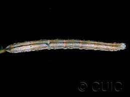 Attēlu rezultāti vaicājumam “Eulithis testata”