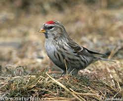 Attēlu rezultāti vaicājumam “Carduelis flammea”
