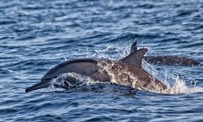 Image result for Seabrook Sea Anglers Association