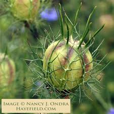 Image result for Nigella damascena