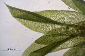 Attēlu rezultāti vaicājumam “Tortula truncata”