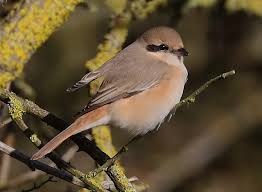 Image result for Lanius isabellinus