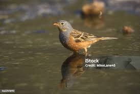 Image result for Emberiza caesia