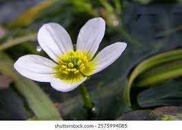 Attēlu rezultāti vaicājumam “Batrachium circinatum leaf”