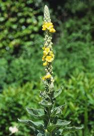 Attēlu rezultāti vaicājumam “Verbascum thapsus”