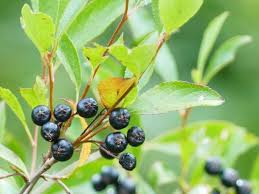 Attēlu rezultāti vaicājumam “Aronia melanocarpa fruit”