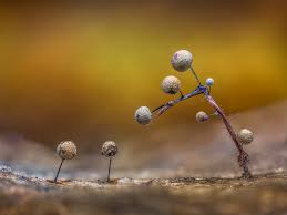 Attēlu rezultāti vaicājumam “Lamproderma debile macro”