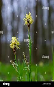 Attēlu rezultāti vaicājumam “Carex pilosa”