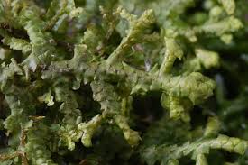 Attēlu rezultāti vaicājumam “Porella cordaeana”