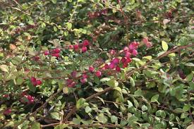 Attēlu rezultāti vaicājumam “Symphoricarpos x chenaultii”