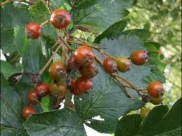 Attēlu rezultāti vaicājumam “Sorbus intermedia fruit”