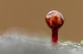 Attēlu rezultāti vaicājumam “Trichia botrytis var. cerifera”