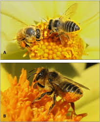 Image result for Boccia In Epsom & Ewell (Bees)