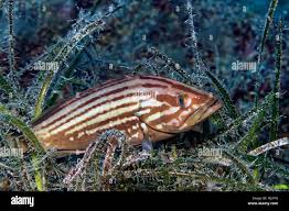 Image result for Epinephelus costae