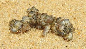 Attēlu rezultāti vaicājumam “Talitrus saltator”