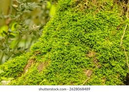 Attēlu rezultāti vaicājumam “Hypnum cupressiforme sporophyte”