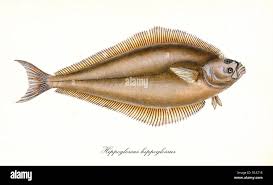 Image result for Hippoglossus hippoglossus