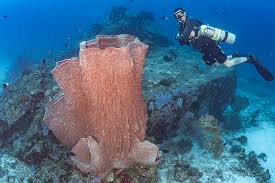 Image result for Three Seas Diving