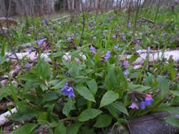 Attēlu rezultāti vaicājumam “xComagaria rosea”