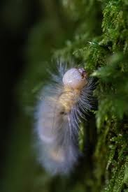 Attēlu rezultāti vaicājumam “Calliteara pudibunda larva”