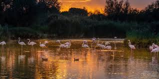 Image result for parque natural de camargue