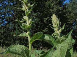 Image result for Verbascum phlomoides