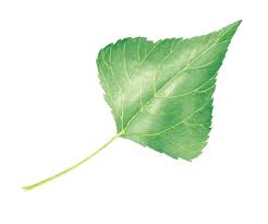 Attēlu rezultāti vaicājumam “Populus nigra”