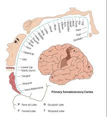 Image result for map of the brain