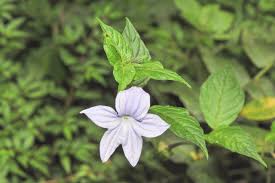 Image result for Browallia speciosa
