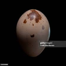 Attēlu rezultāti vaicājumam “Crex crex eggs”