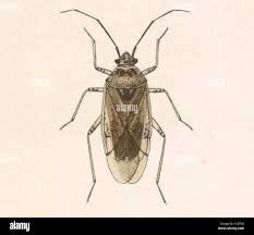 Attēlu rezultāti vaicājumam “Lygus pratensis imago”