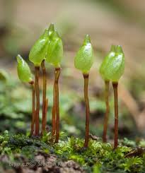 Attēlu rezultāti vaicājumam “Bryoerythrophyllum recurvirostrum sporophyte”
